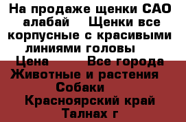 На продаже щенки САО (алабай ). Щенки все корпусные с красивыми линиями головы . › Цена ­ 30 - Все города Животные и растения » Собаки   . Красноярский край,Талнах г.